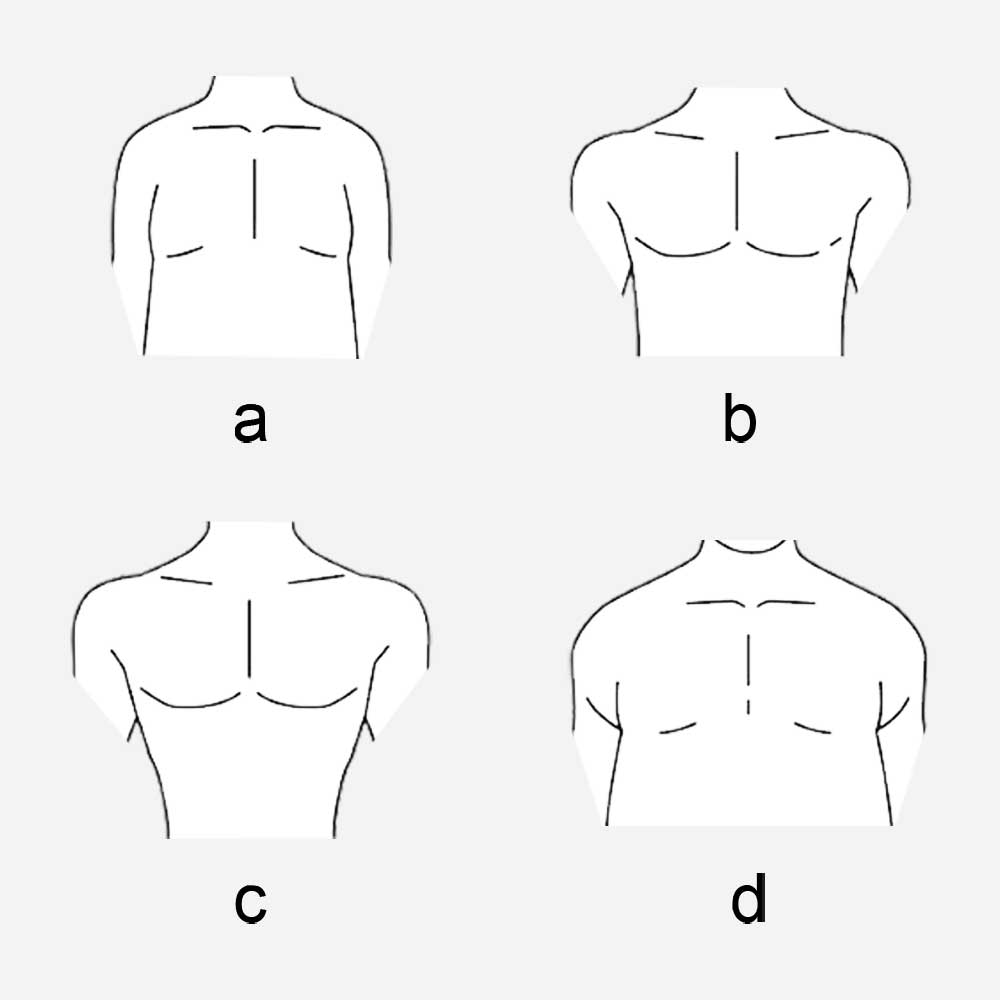 Male Torso Body Types