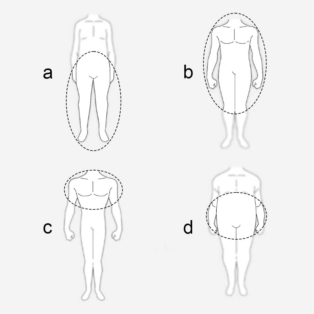 body proportions body type