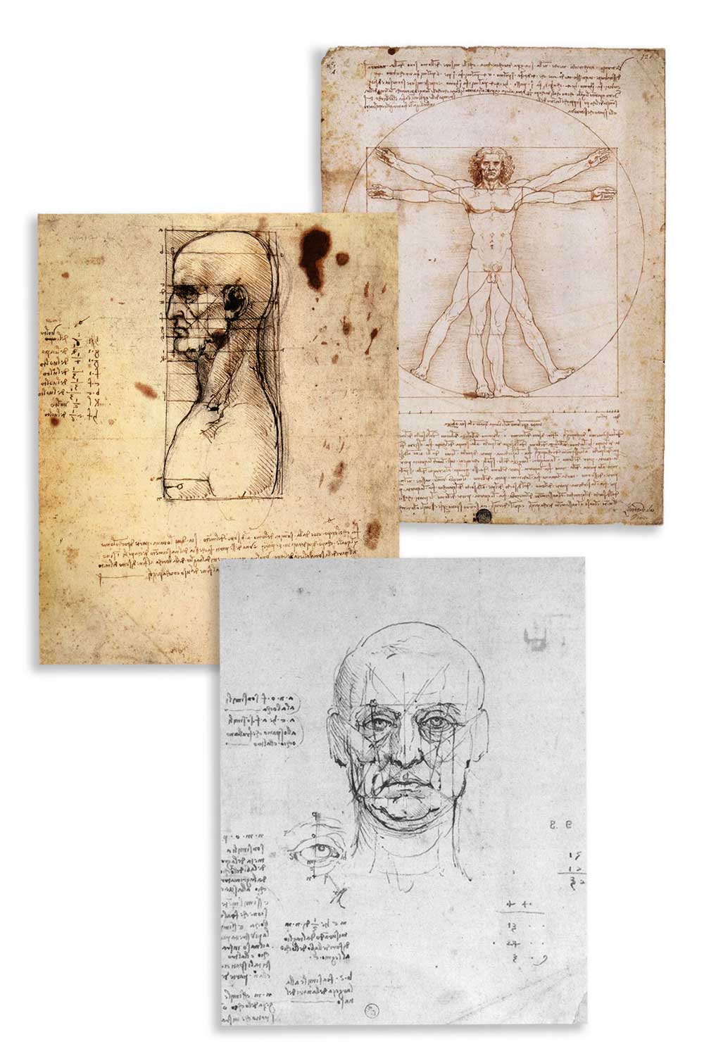 Leonardo da Vinci face shape analysis sketches