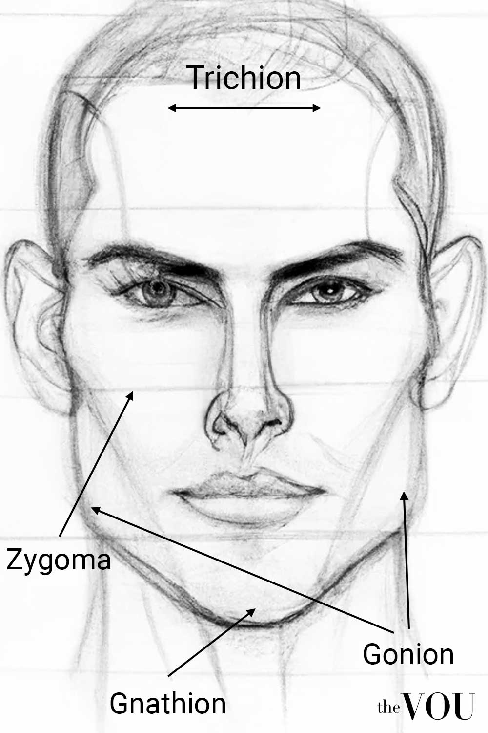 Male Face Anatomy Face Shape