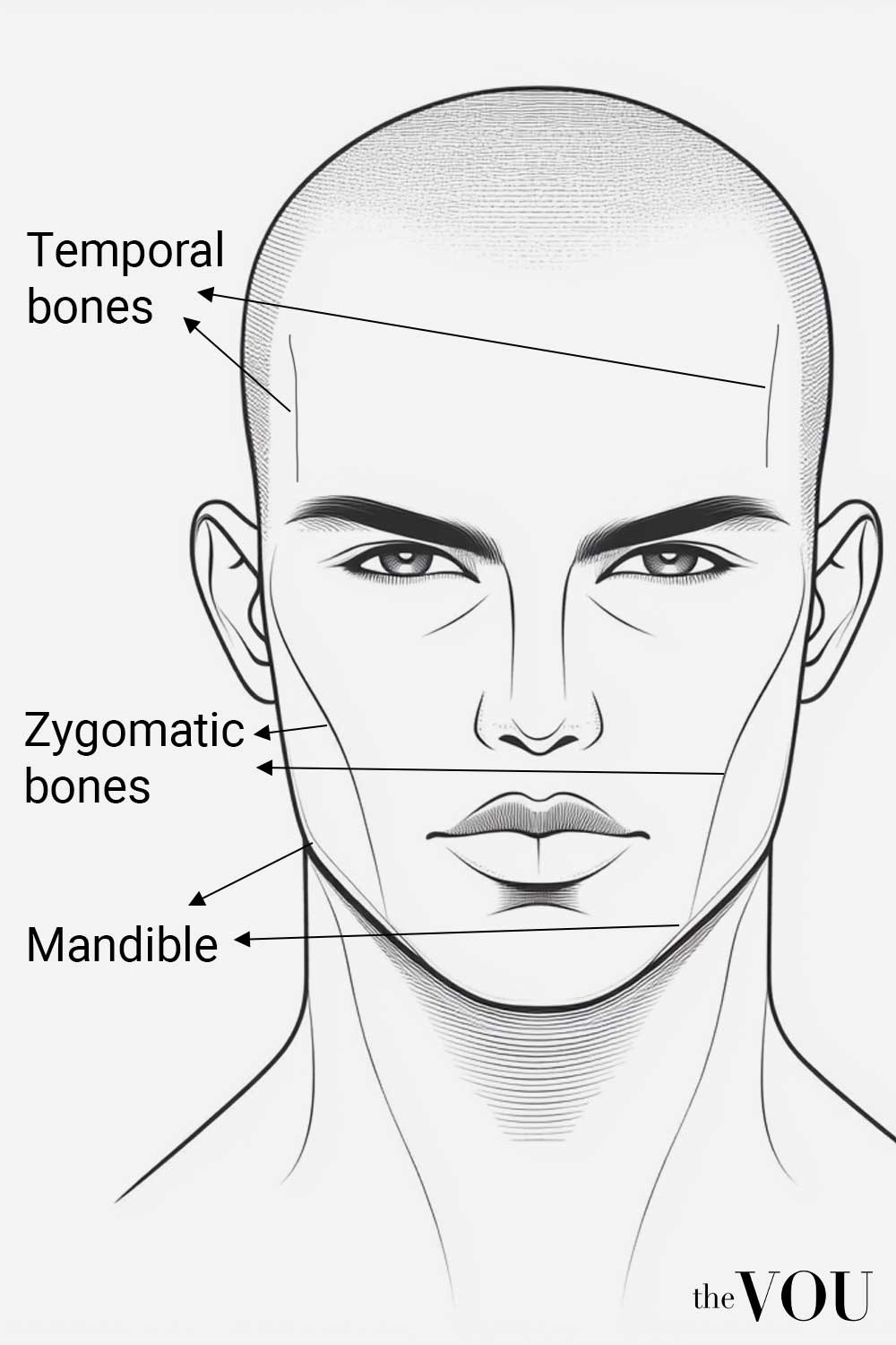 Hear Face Shape Anatomy